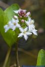 Menyanthes trifoliata,Fieberklee,Bogbean