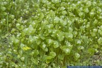 Claytonia perfoliata, Gewoehnliches Tellerkraut,Portulak, Miner's-lettuce; Indian-lettuce  