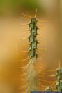 Euphorbia aeruginosa, Blaugruene Euphorbia,Kaktus, Miniature Saguaro Cactus Plant  