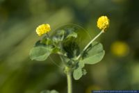 Medicago lupulina, Hopfenklee, Gelbklee / Hopfen-Luzerne / Hopfen-Schneckenklee, Black medick / Black trefoil / Hop clover / Trefoil / Yellow trefoil 