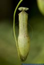 Nepenthes gracilis, Kannenpflanze,Fleischfressende Pflanze, Carnivorous Plant, Nepenthes  