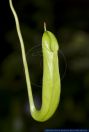 Nepenthes mirabilis, Kannenpflanze,Fleischfressende Pflanze, Carnivorous Plant, Nepenthes  
