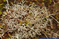 Peltigera rufescens, Flechte, Field dog-lichen  