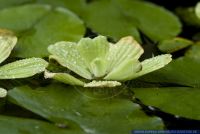 Pistia stratiotes, Wassersalat, water cabbage,water lettuce  