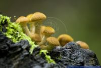 Armillaria gallica,Fleischfarbener Hallimasch,Honey mushroom