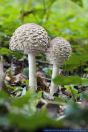 Chlorophyllum olivieri,Olivbrauner Safranschirmling,Shaggy parasol