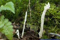 Clavulina rugosa,Runzliger Korallenpilz,Wrinkled Club fungus