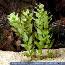 Bacopa coroliana(submers)