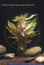 Alternanthera reineckii, Schmalblaettriges Papageienblatt, Copperleaf,  