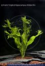Microsorum pteropus "Windelov", Windelov`s kleiner Javafarn, Lace java fern, Windelov java fern  
