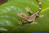 Gekko vittatus,Streifengecko,White-Line Gecko