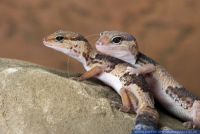 Hemitheconyx caudicinctus,Fettschwanzgecko,African Fat-tailed Gecko