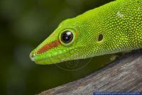 Phelsuma madagascariensis grandis,Grosser Madagaskar Tag-Gecko,Giant Day Gecko