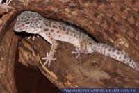 Eublepharis macularius, Leopardgecko, leopard gecko 