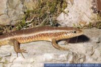 Mabuya perrotetii, Bunter Togoskink, Roter Togoskink, Red-sided Skink 