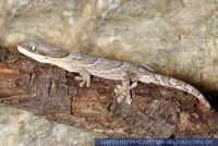 Platypholis fasciata, Gebänderter Tanzaniagecko, Striped Velvet Gecko 