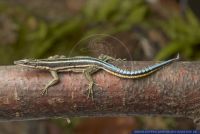 Holaspis guentheri,Guenthers Stacheleidechse,Saegeschwanzeidechse,Neon Blue Tailed Tree Lizard