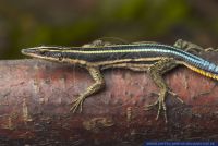 Holaspis guentheri,Guenthers Stacheleidechse,Saegeschwanzeidechse,Neon Blue Tailed Tree Lizard