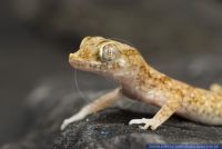 Stenodactylus stenodactylus,Gro§er Zwerggecko,Lichtenstein's Short-fingered Gecko