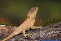 Acanthosaura capra,Gruener Nackenstachler,Green Pricklenape