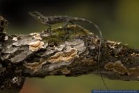 Bronchocela cristatella,Gruener Calotes,Langschwanzagame,Green crested lizard