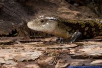 Tiliqua gigas,Riesenblauzungenskink,Giant Bluetongue Skink