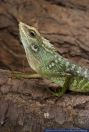 Bronchocela jubata,Gruene Schoenechse,Green Crested Lizard