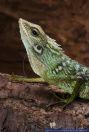 Bronchocela jubata,Gruene Schoenechse,Green Crested Lizard