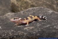 Eublepharis macularius,Leopardgecko,leopard gecko