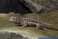 Leiocephalus carinatus,Rollschwanzleguan,Curly-tail lizard