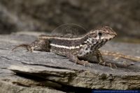 Leiocephalus personatus,Maskenleguan,Masked Curly-tailed Lizard