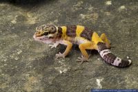 Eublepharis macularius,Leopardgecko,leopard gecko