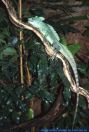 Basiliscus plumifrons, Stirnlappenbasilisken, Green Basilisk 