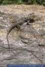 Tropidurus spinulosus, Bunter Riesenkielschwanz, Spiny Tree Lizard 