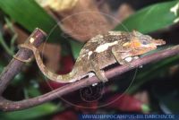Bradypodion tavetanum, Zweihornchamäleon, Taveta, Dwarf Fischer's Chameleon ,Two-horned Chameleon 