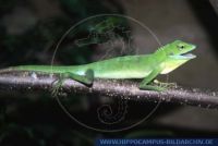 Bronchocela cristatella, Grüner Calotes, Langschwanzagame, Green crested lizard 