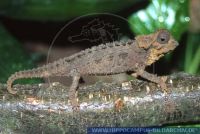 Brookesia perarmata, Panzerchamäleon, Armored Leaf Chameleon 