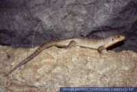 Gerrhosaurus major, Sudan Schildechse, Sudan plated lizard 