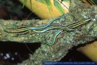 Holaspis guentheri, Günthers Stacheleidechse, Sägeschwanzeidechse, Neon Blue Tailed Tree Lizard 