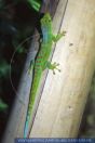 Phelsuma guimbeaui , Mauritius Taggecko, Orange-spotted Day Gecko 