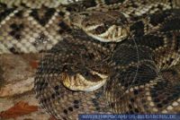 RSCFT0036 Crotalus adamanteus<br>