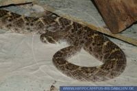 RSCFT0039 Crotalus atrox<br>