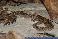 RSCFT0040 Crotalus atrox<br>