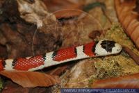 RSCFT0177 Lampropeltis pyromelana<br>