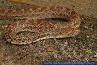 RSCFT0243 Pituophis catenifer sayi<br>