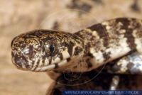 Imantodes cenchoa, Riesennatter , Chunk-headed Snake, Blunt-headed Tree Snake 