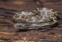 Pantherophis obsoletus spiloides,Graueb Erdnatter,Grey Rat Snake