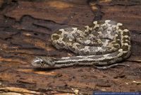 Pantherophis obsoletus spiloides,Graueb Erdnatter,Grey Rat Snake