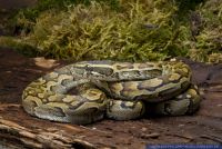 Python sebae,Felsenpython,African Rock Python