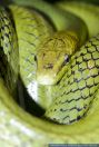 Gonyosoma oxycephalum,Gruene Spitzkopf-Natter,Red-tailed Green Ratsnake